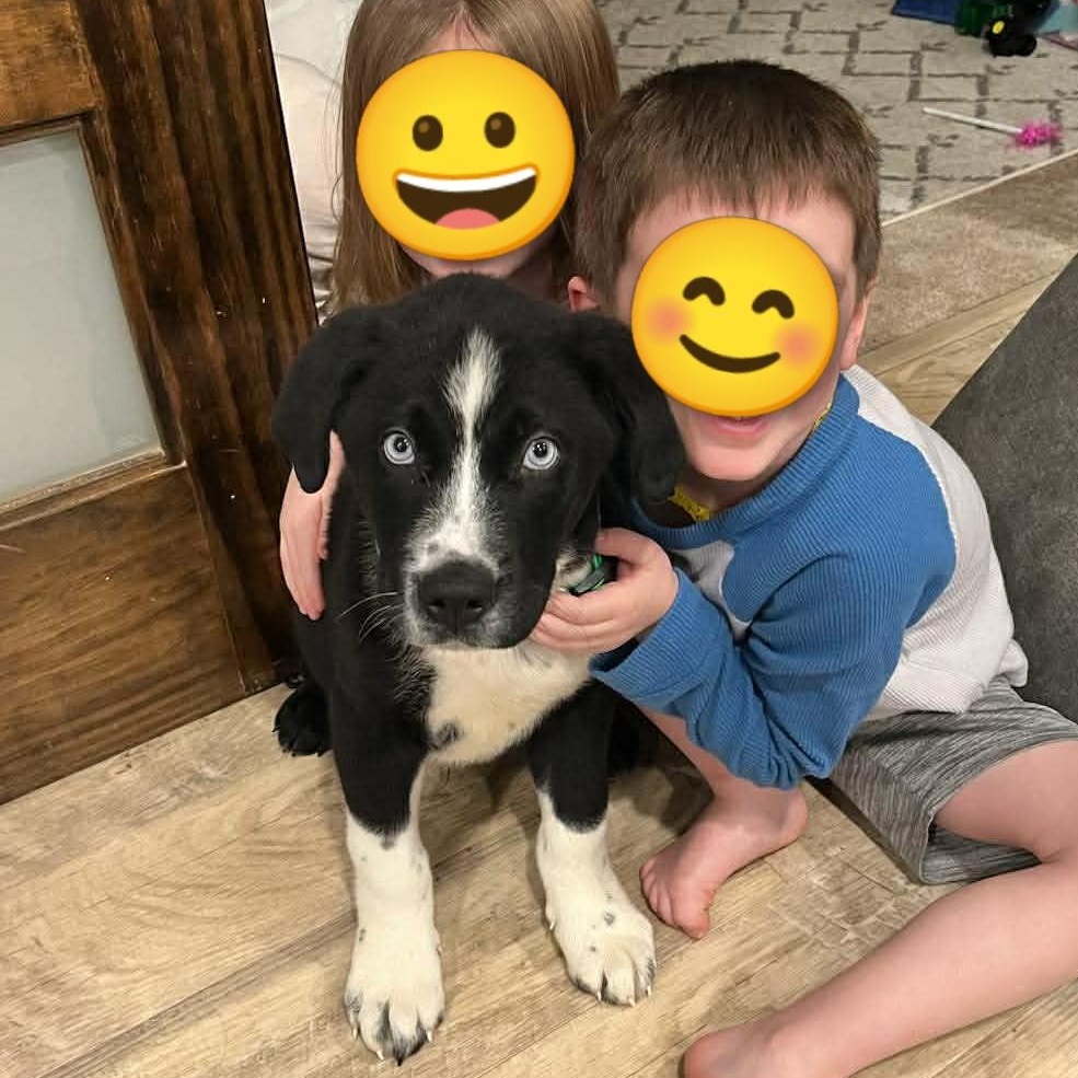 Enlarge Hix, an adopted mixed breed in Petersburg, IL image 6/6