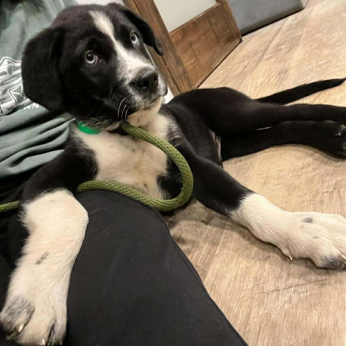 Enlarge Hix, an adopted mixed breed in Petersburg, IL image 5/6