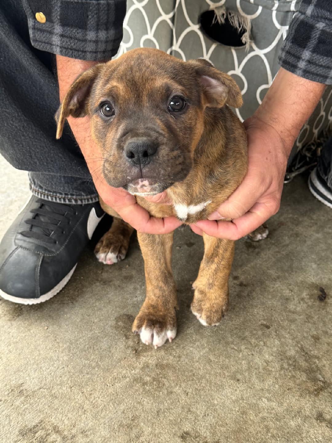 Rocky, Adoptable, Puppy Male Pit Bull Terrier.