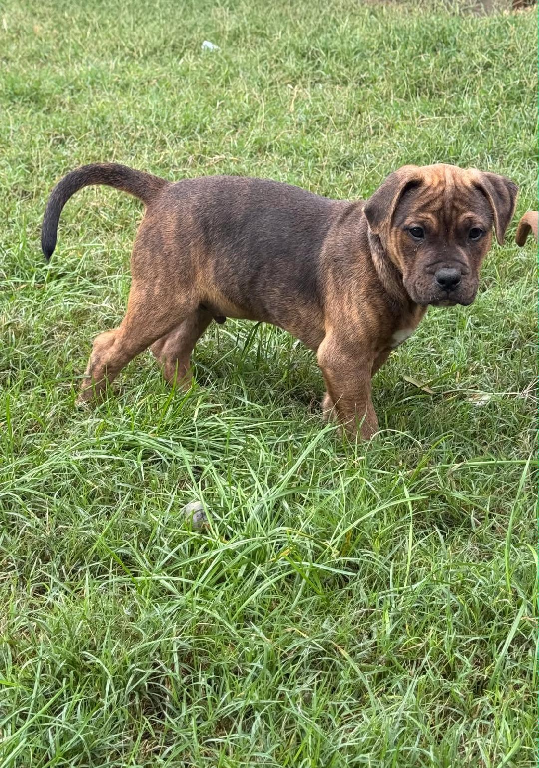 Rocky, a Adoptable mixed breed in Norwalk, CA image 2/2