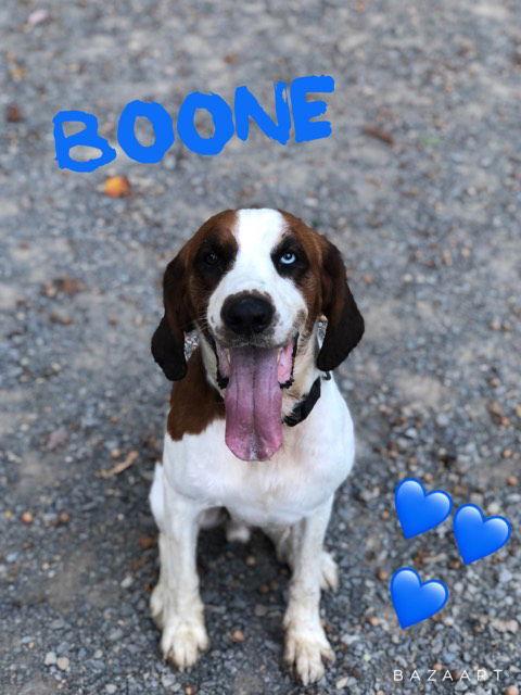 Boone, Adoptable, Adult Male Spaniel & Hound.