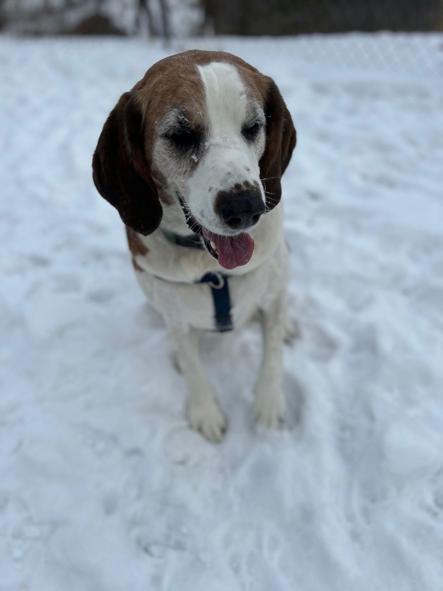 Boone, a Adoptable mixed breed in Berkeley Springs, WV image 2/3