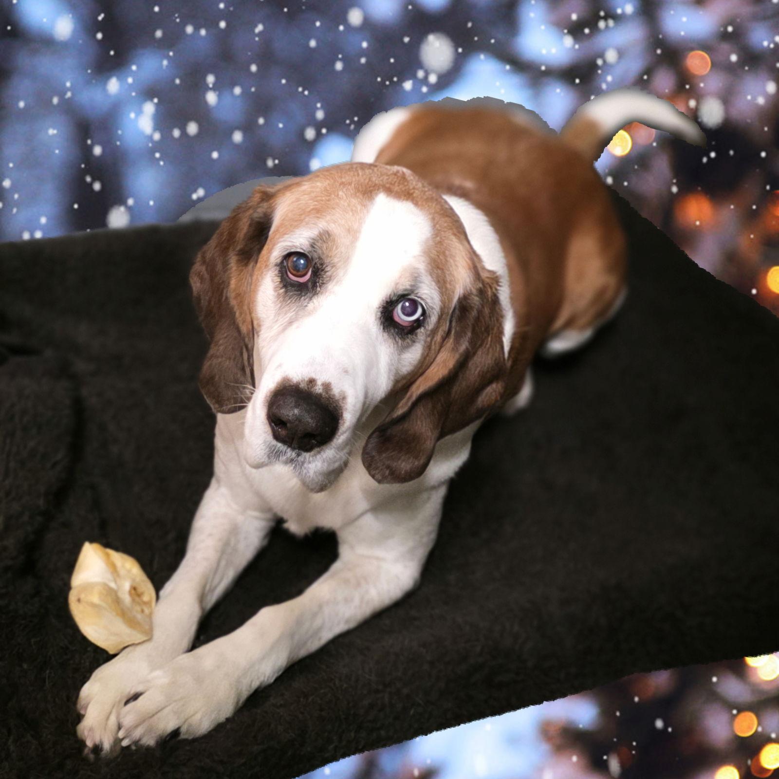 Enlarge Boone, a Adoptable mixed breed in Berkeley Springs, WV image 2/3