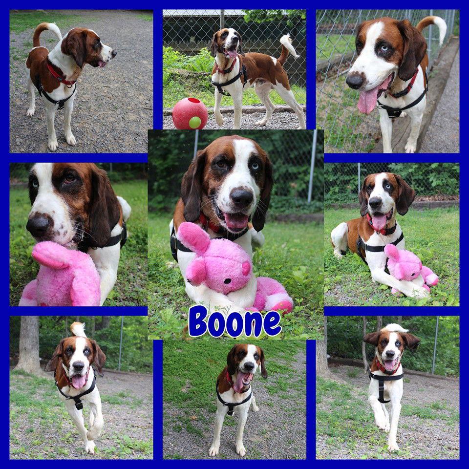 Boone, a Adoptable mixed breed in Berkeley Springs, WV image 3/3