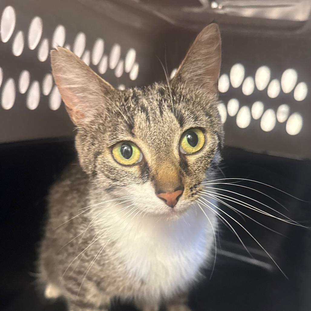 Enlarge Inca (Chow Hound Jenison), a Adoptable Domestic Short Hair in West Olive, MI image 1/2