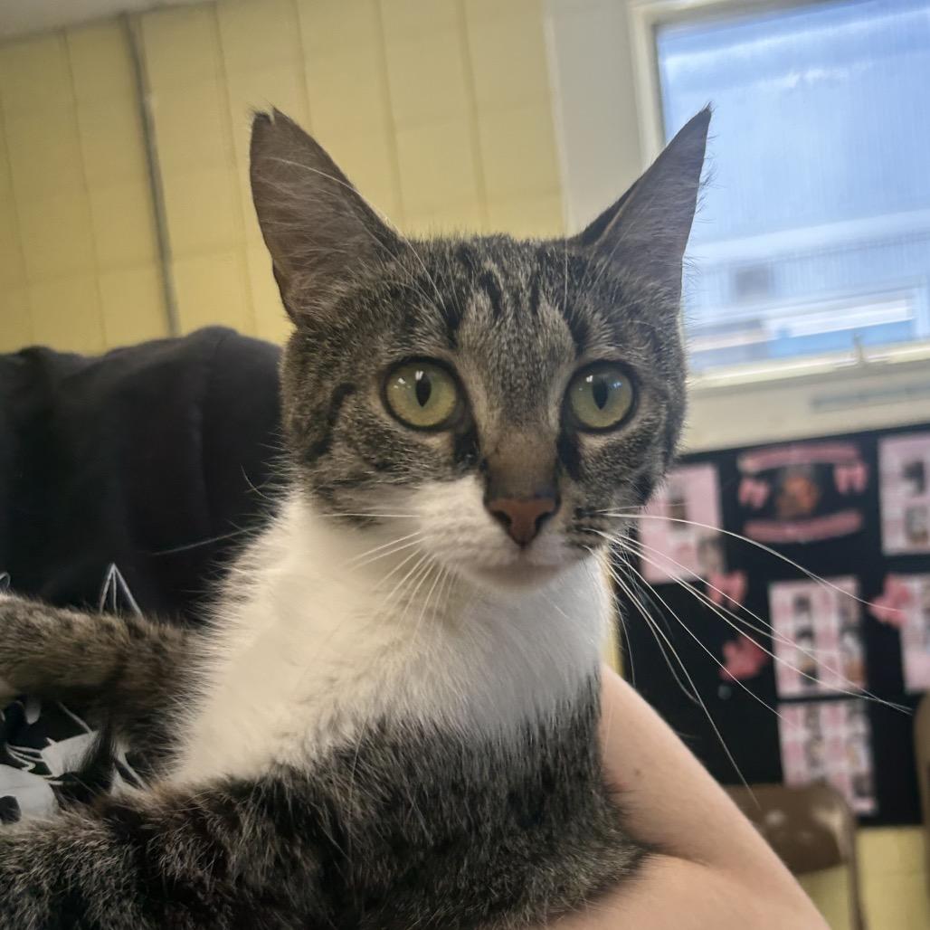 Enlarge Inca (Chow Hound Jenison), a Adoptable Domestic Short Hair in West Olive, MI image 2/2
