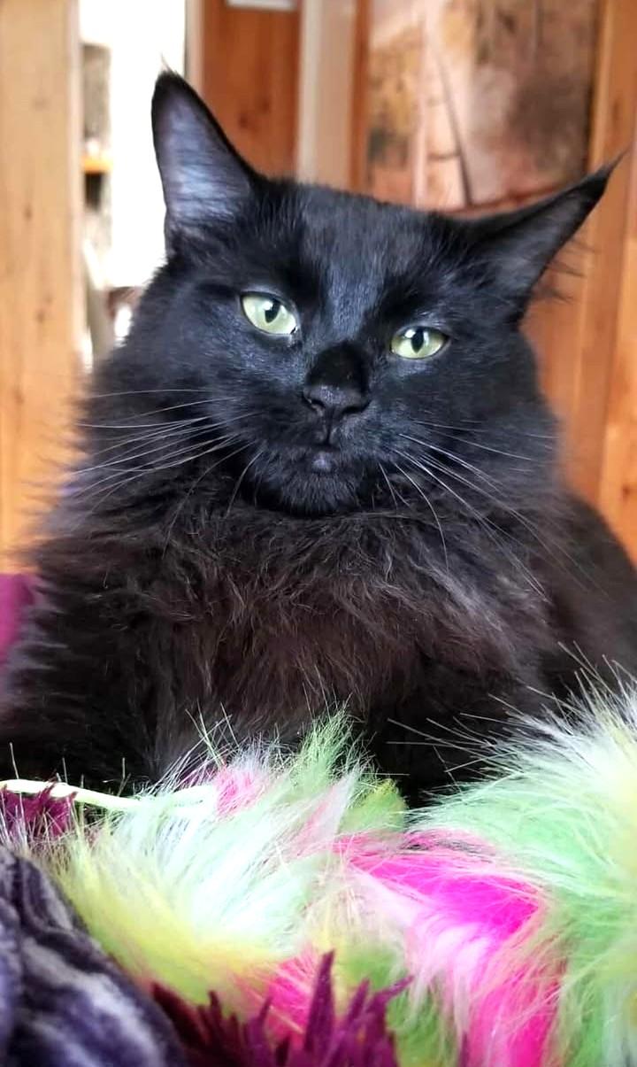 Enlarge Minuit, an adopted Domestic Medium Hair in Chertsey, QC image 1/3