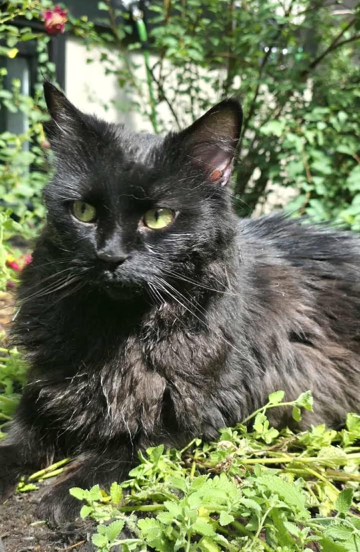 Enlarge Minuit, an adopted Domestic Medium Hair in Chertsey, QC image 2/3