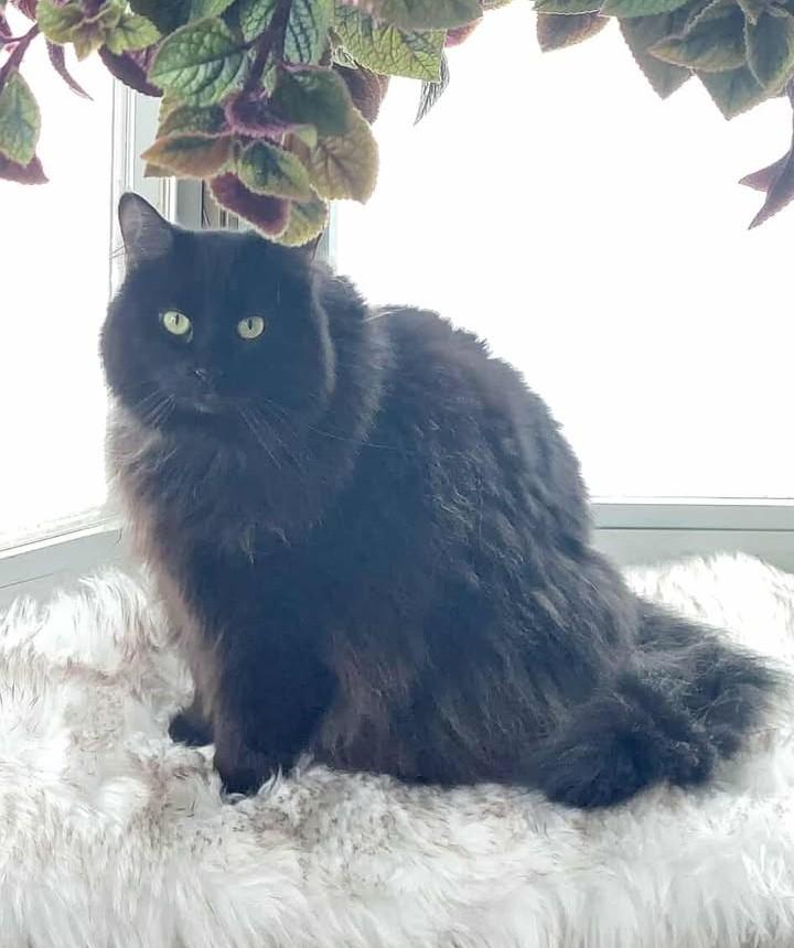 Enlarge Minuit, an adopted Domestic Medium Hair in Chertsey, QC image 3/3