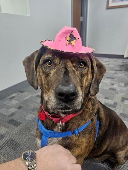 Enlarge Riley, a Adoptable mixed breed in Cleveland, OH image 1/5