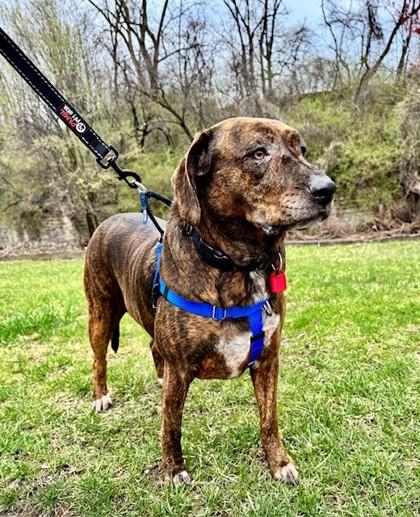 Riley, a Adoptable mixed breed in Cleveland, OH image 2/3