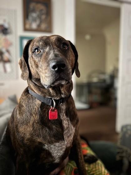 Enlarge Riley, a Adoptable mixed breed in Cleveland, OH image 2/5