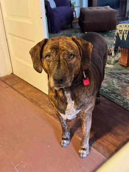 Enlarge Riley, a Adoptable mixed breed in Cleveland, OH image 3/5