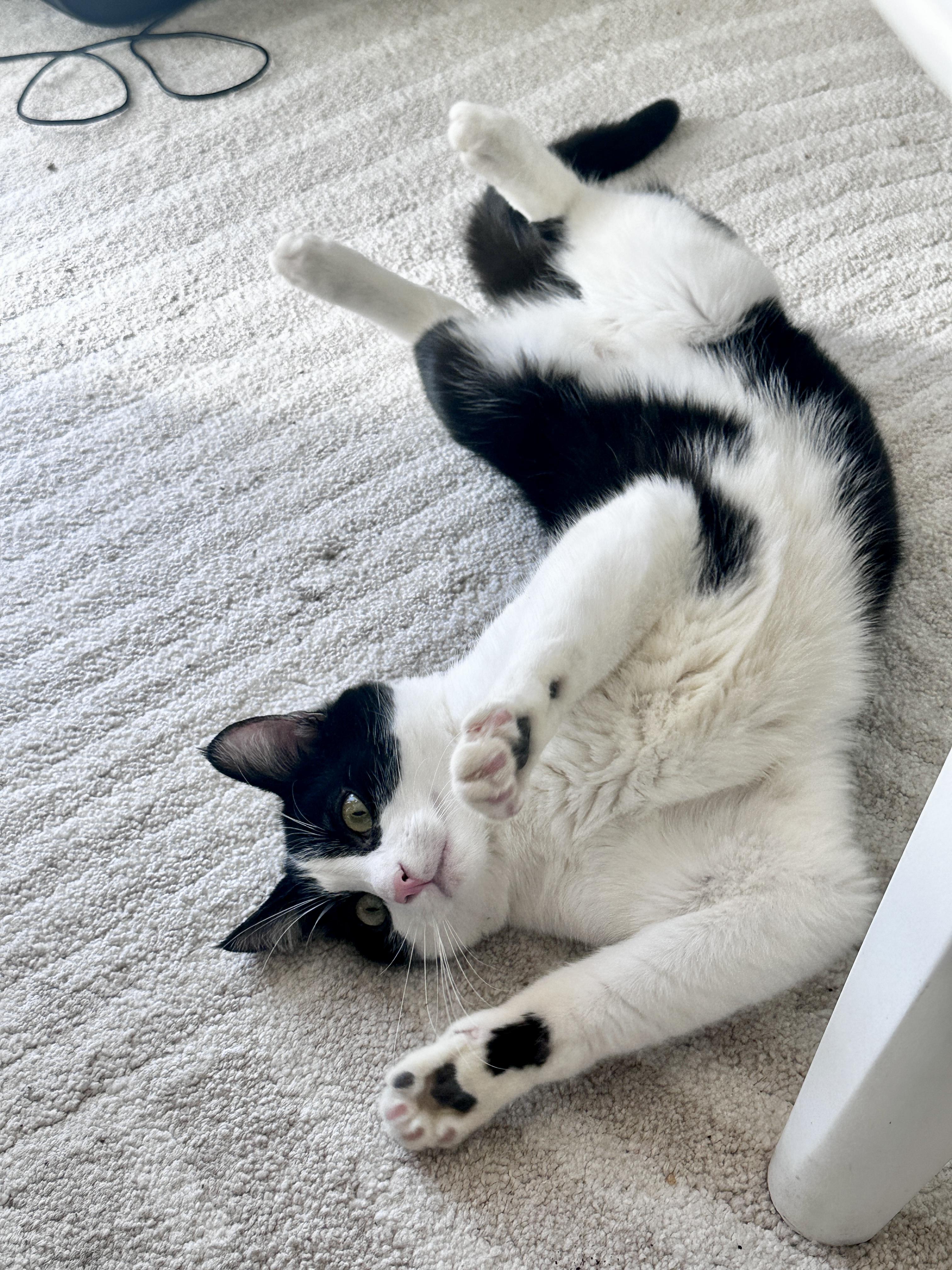 Carter, a Adoptable Domestic Short Hair in San Francisco, CA image 1/6