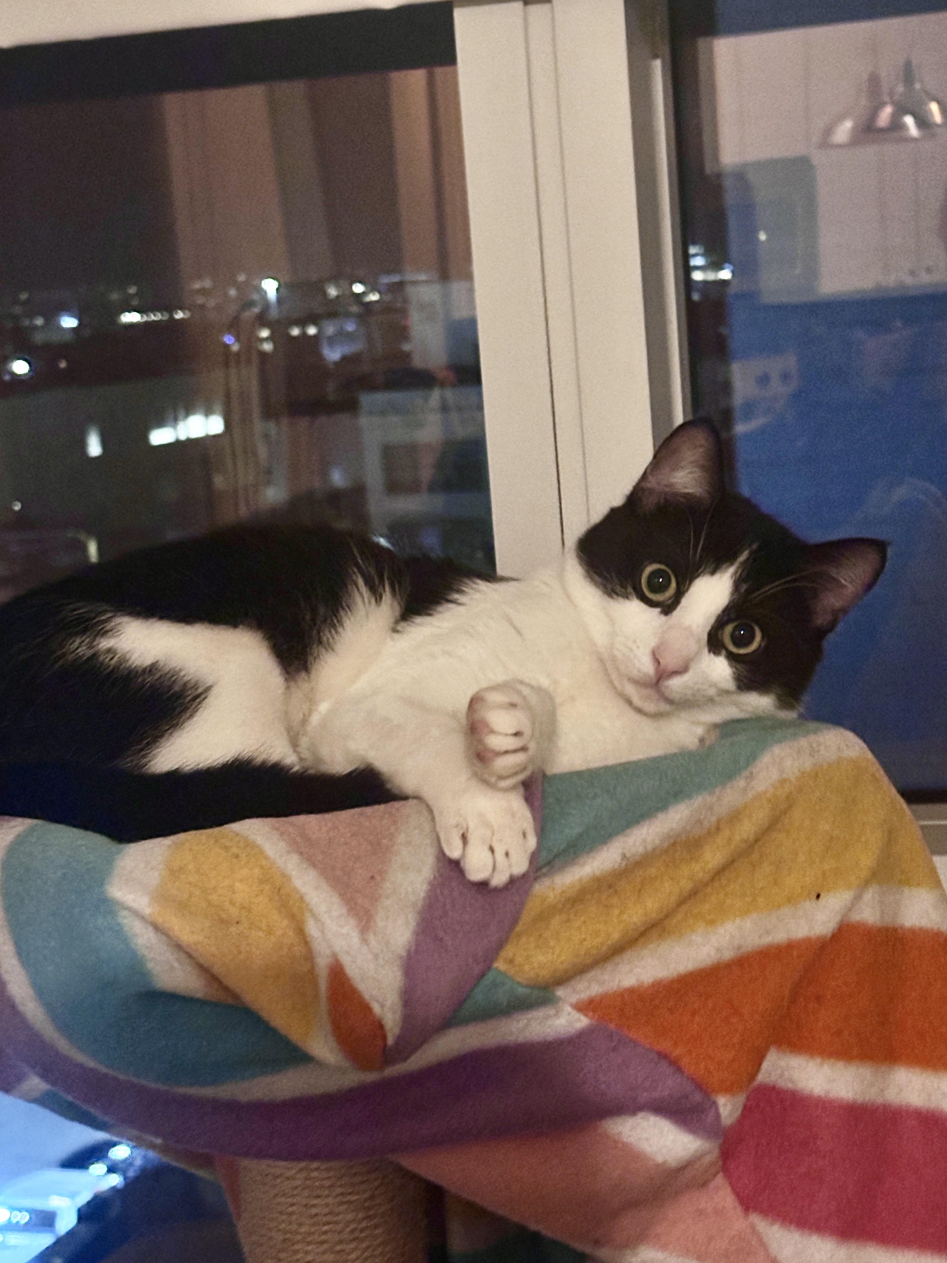 Carter, a Adoptable Domestic Short Hair in San Francisco, CA image 3/6