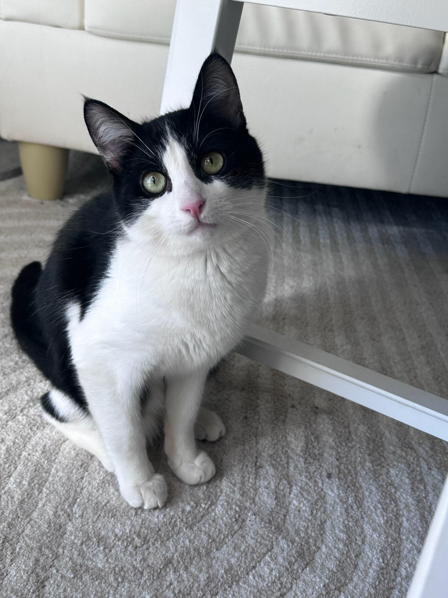 Carter, a Adoptable Domestic Short Hair in San Francisco, CA image 4/6