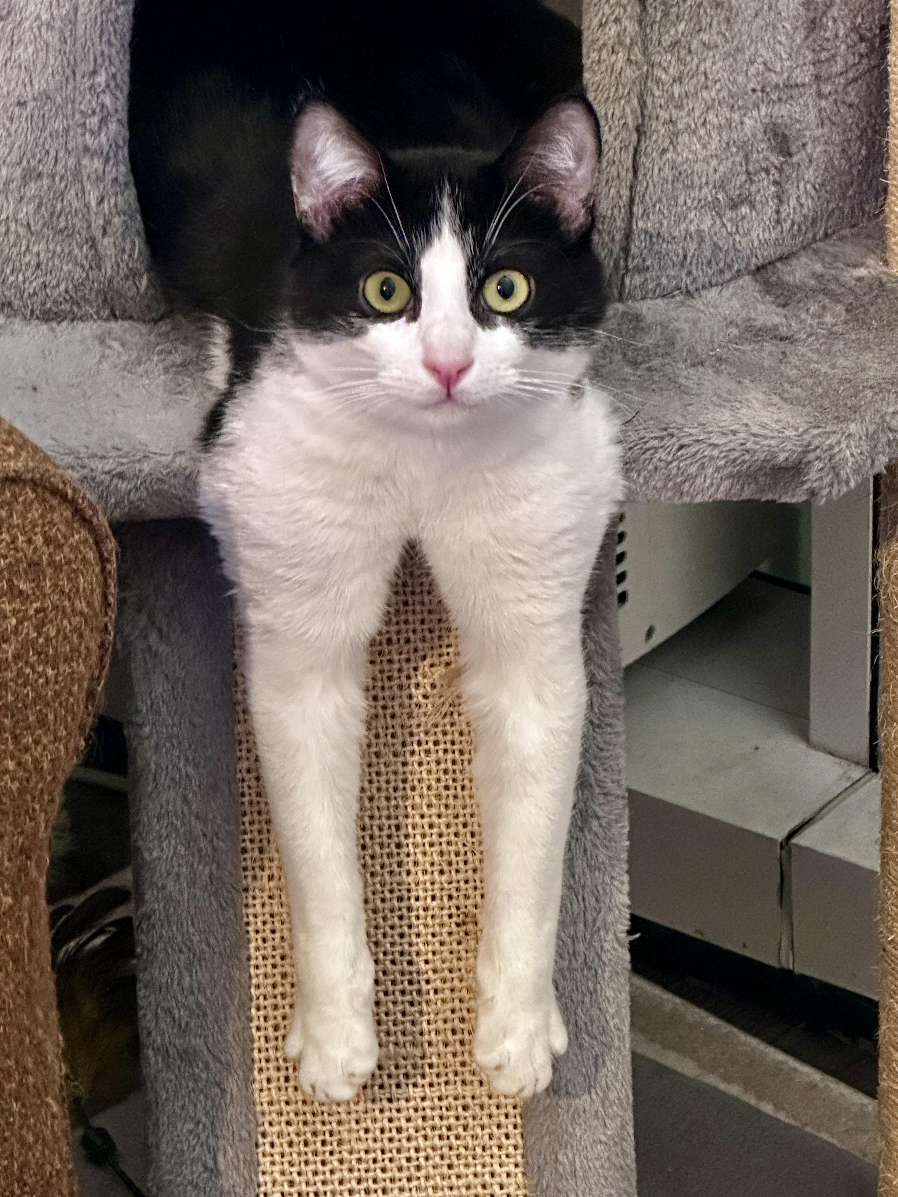 Carter, a Adoptable Domestic Short Hair in San Francisco, CA image 5/6