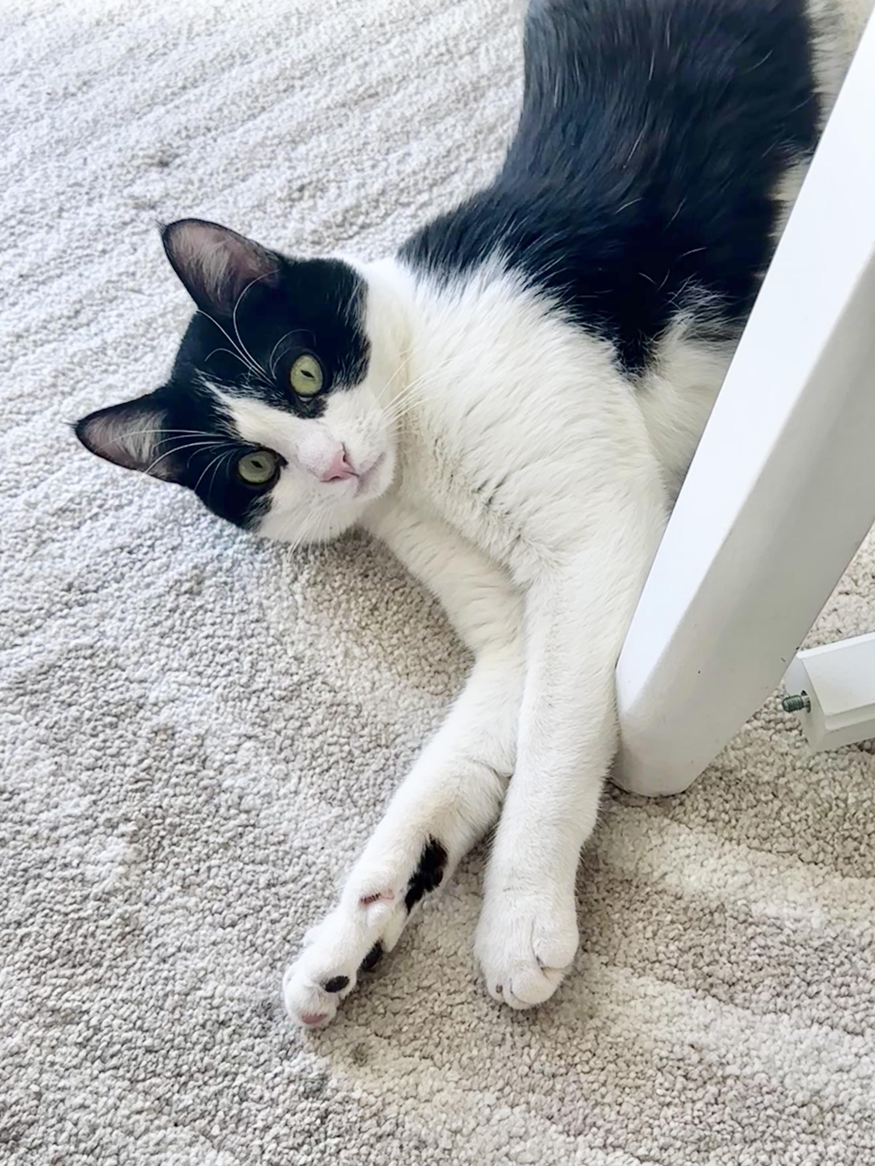 Carter, a Adoptable Domestic Short Hair in San Francisco, CA image 6/6