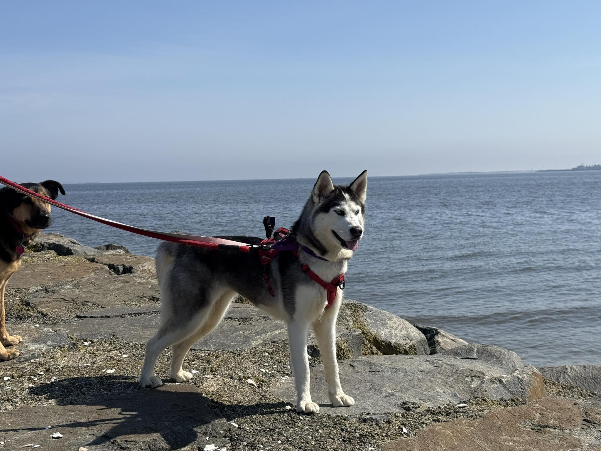 Enlarge Arya, a Adoptable Siberian Husky in North Haledon, NJ image 1/6