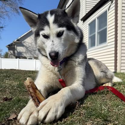 Arya, Adoptable, Adult Female Siberian Husky.
