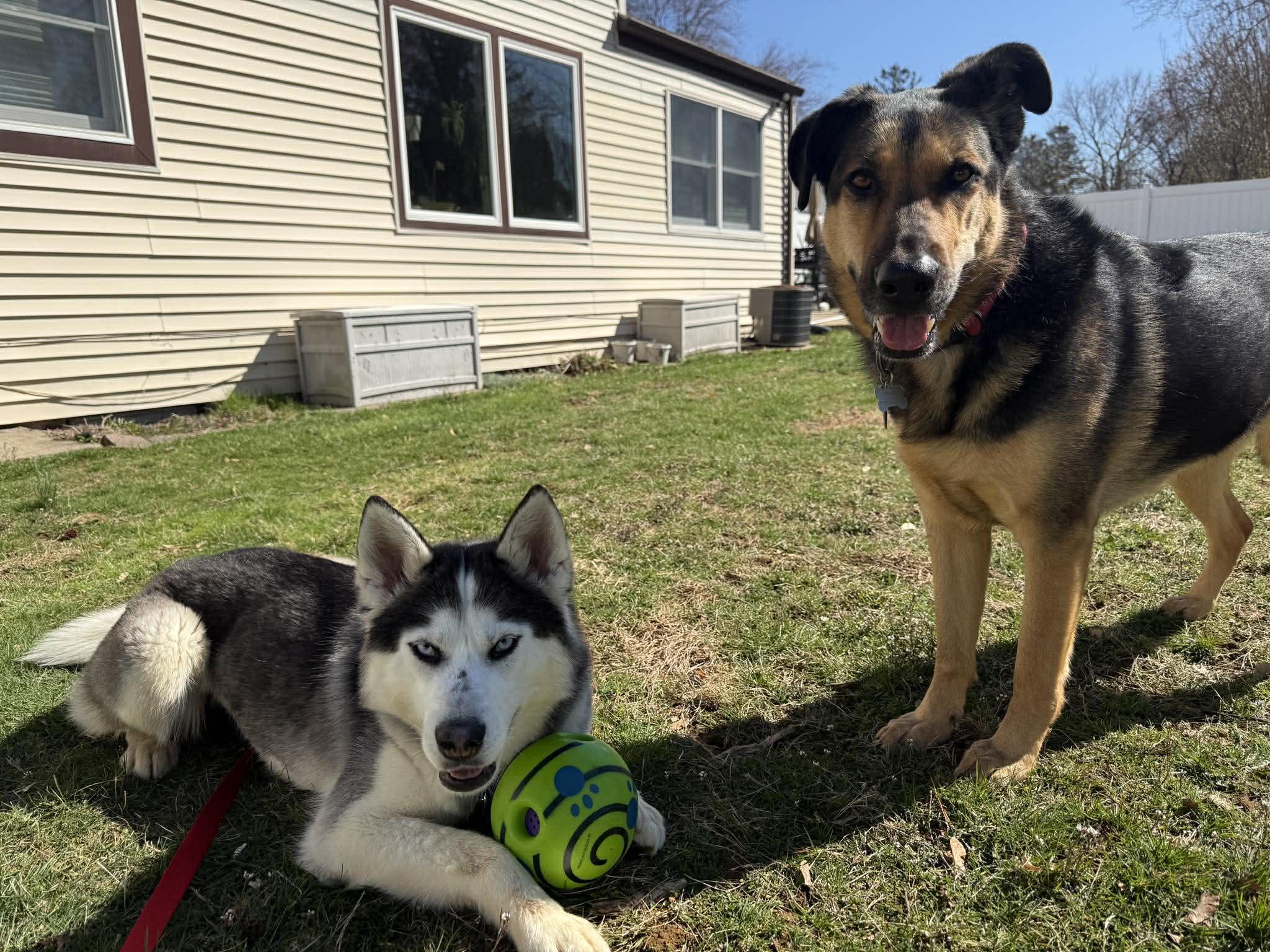 Enlarge Arya, a Adoptable Siberian Husky in North Haledon, NJ image 3/6