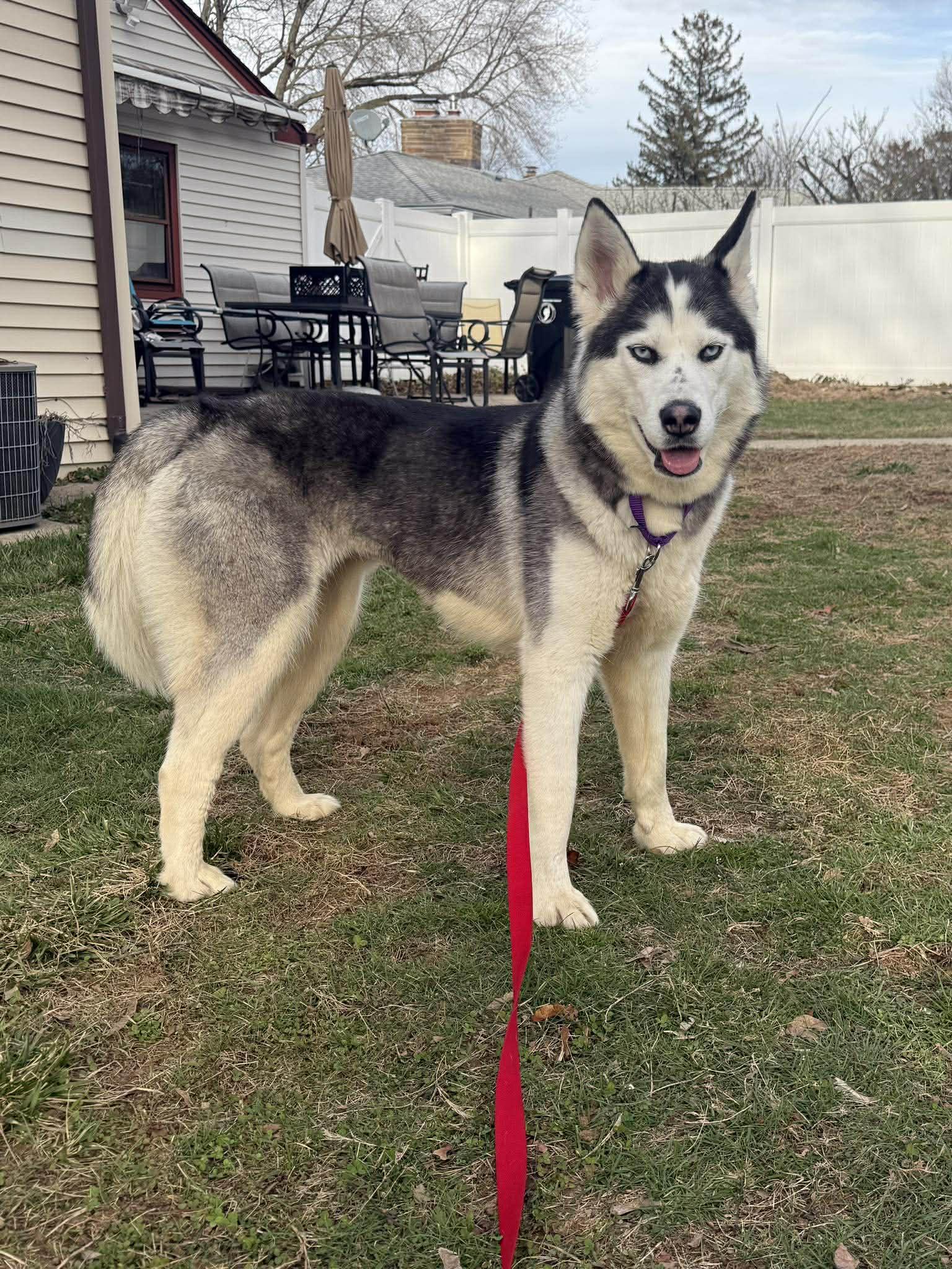 Enlarge Arya, a Adoptable Siberian Husky in North Haledon, NJ image 4/6