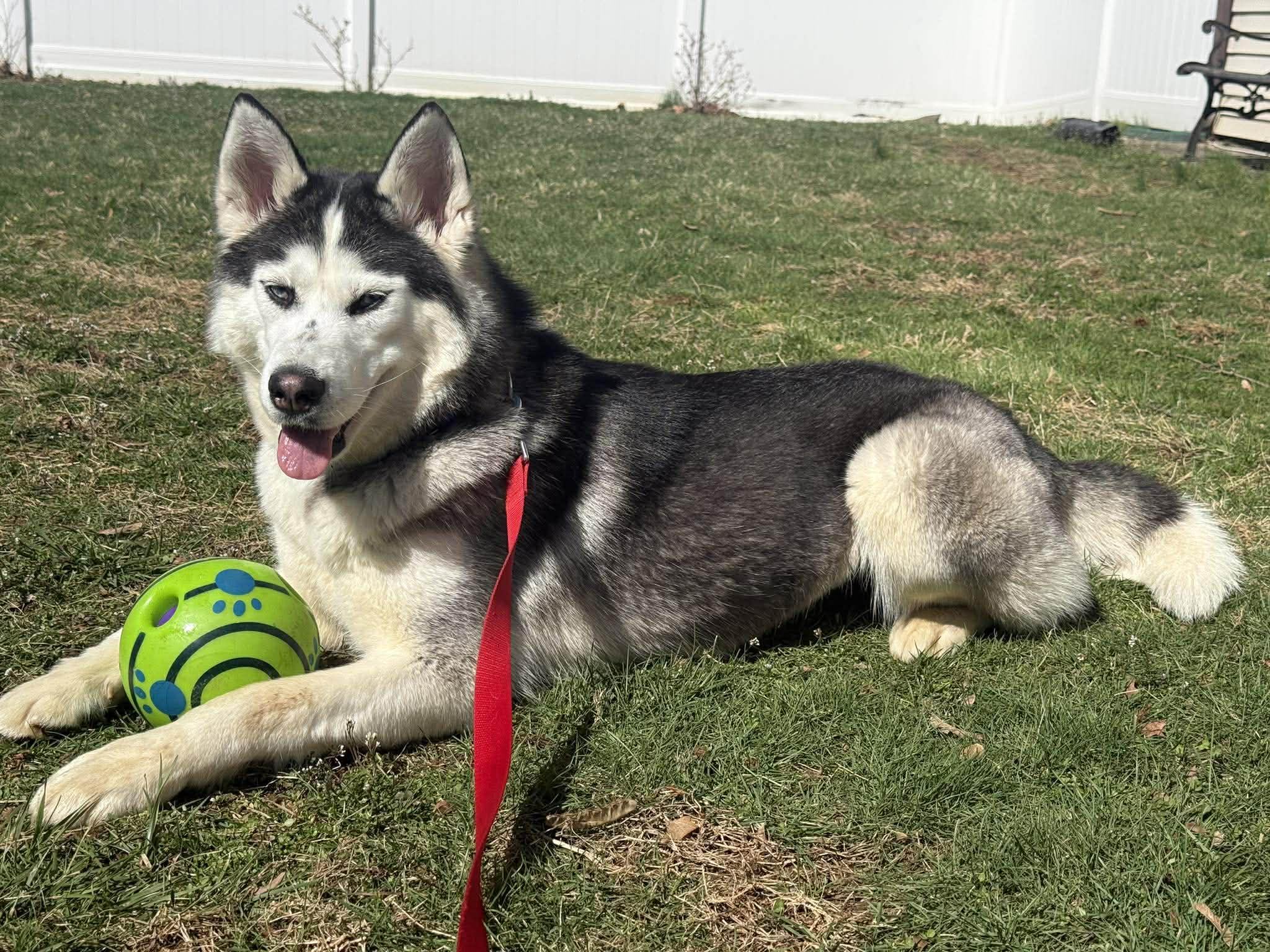 Enlarge Arya, a Adoptable Siberian Husky in North Haledon, NJ image 5/6
