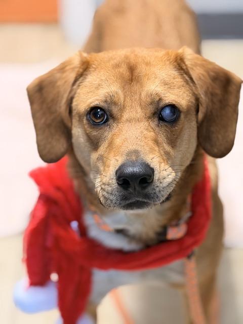 Enlarge Charlie Brown, a ADOPTABLE mixed breed in Sparta, NJ image 5/6