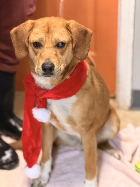 Enlarge Charlie Brown, a ADOPTABLE mixed breed in Sparta, NJ image 2/6