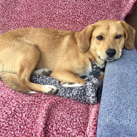 Enlarge Charlie Brown, a ADOPTABLE mixed breed in Sparta, NJ image 4/6