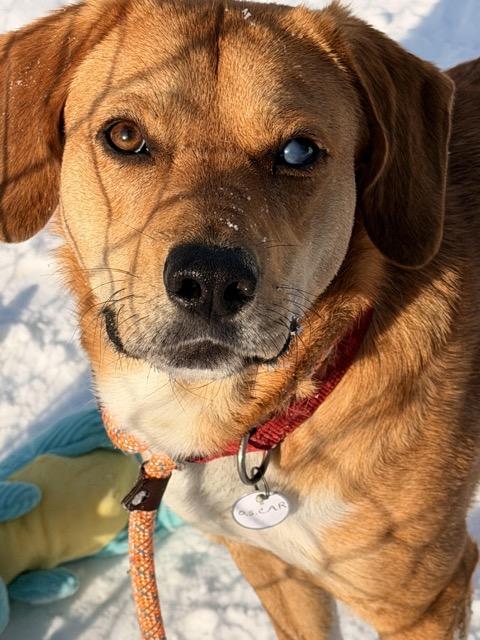 Charlie Brown, ADOPTABLE, Young Male Labrador Retriever & Beagle.