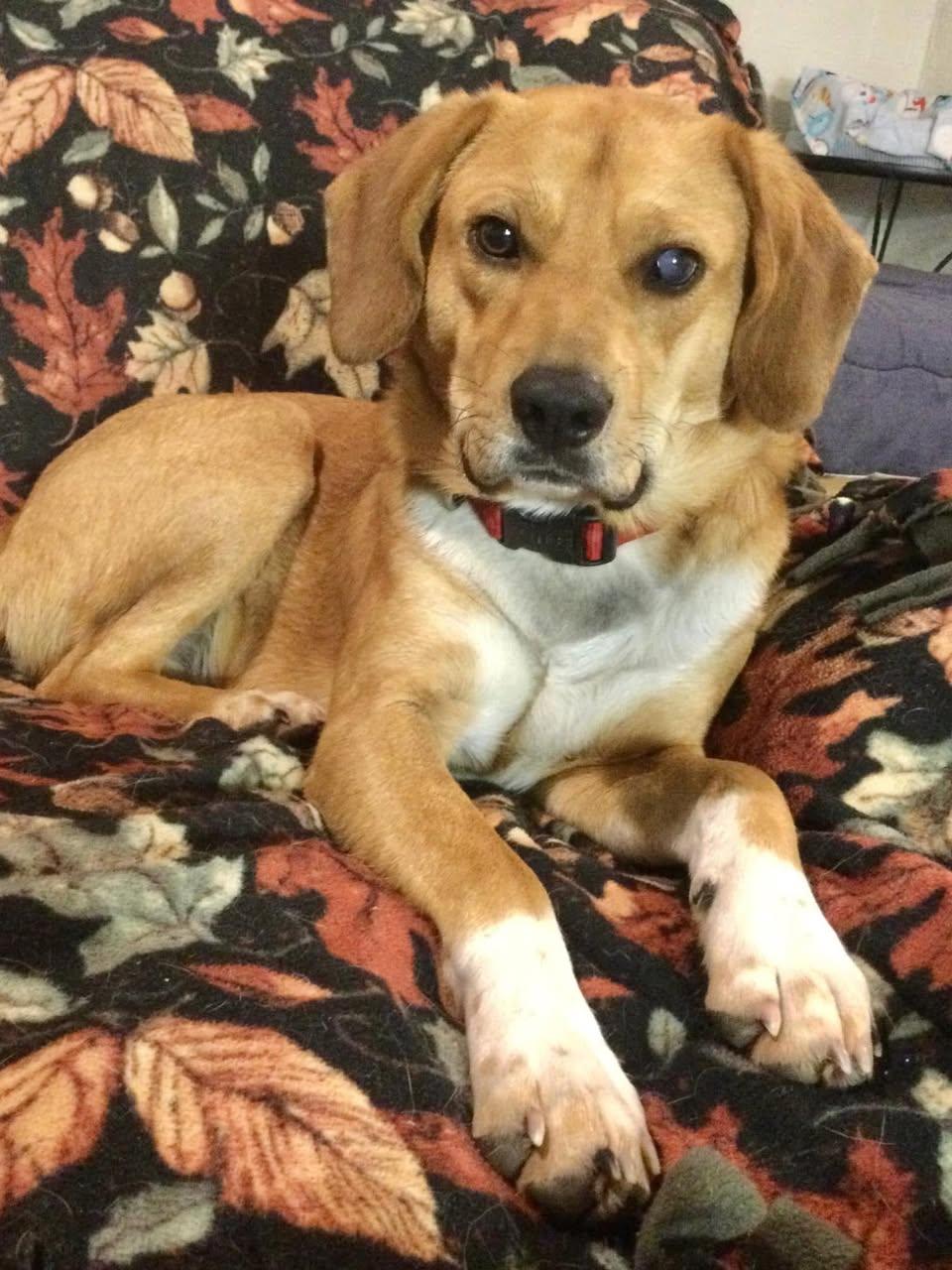 Enlarge Charlie Brown, a ADOPTABLE mixed breed in Sparta, NJ image 3/6