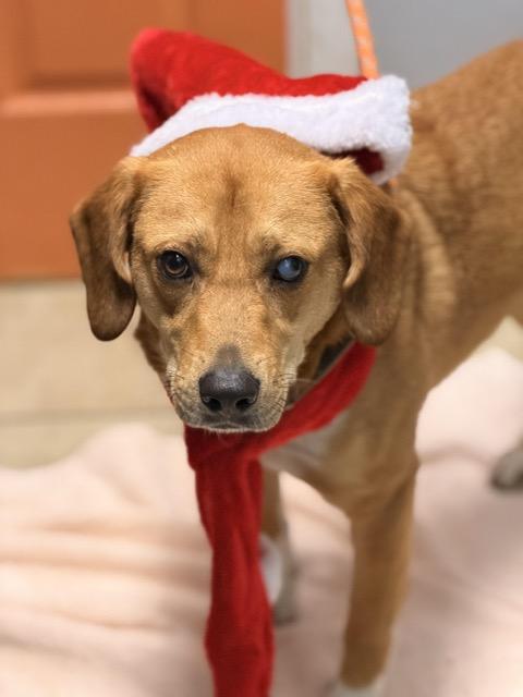 Enlarge Charlie Brown, a ADOPTABLE mixed breed in Sparta, NJ image 6/6