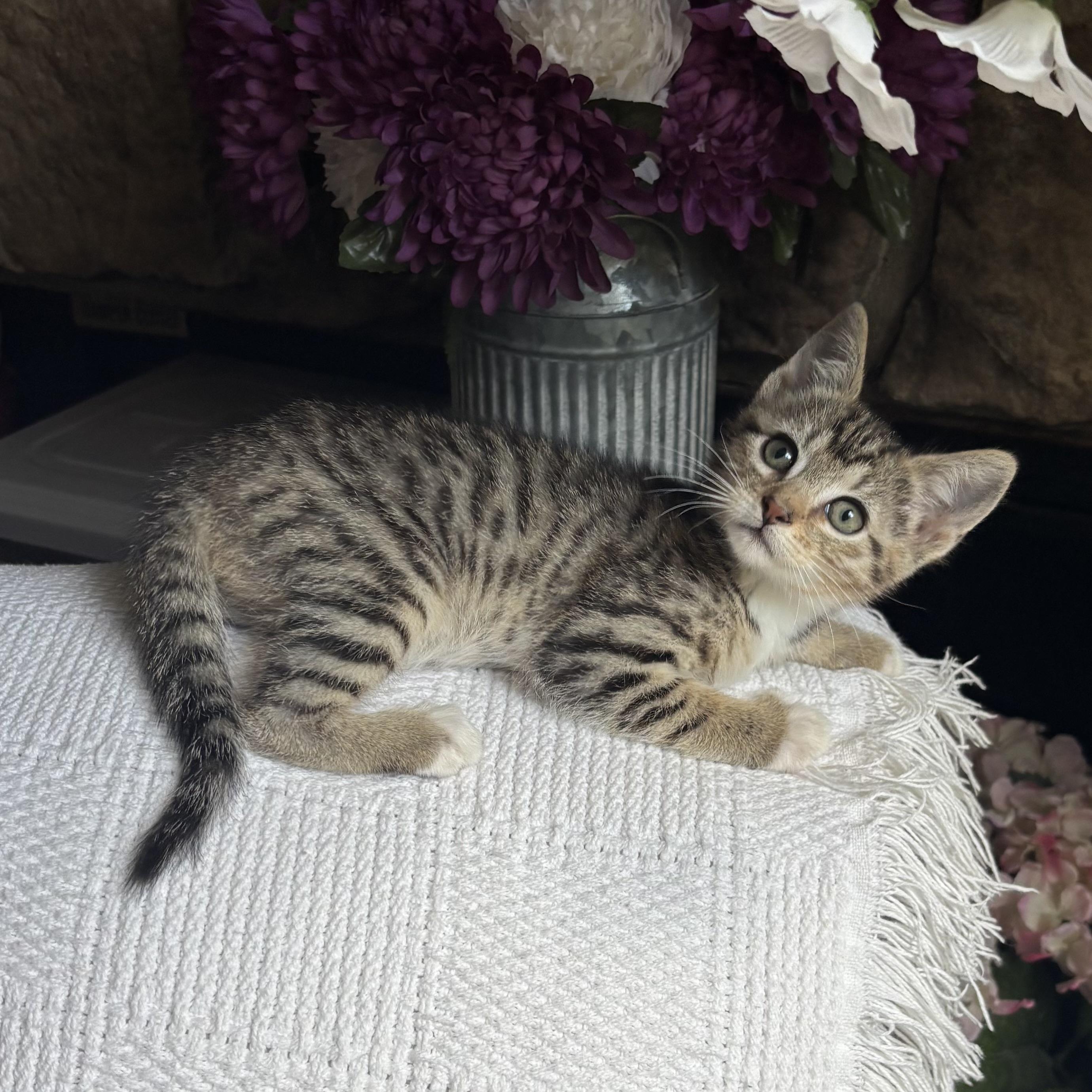 Topanga, a ADOPTABLE Domestic Short Hair in Monroe, WA image 5/6