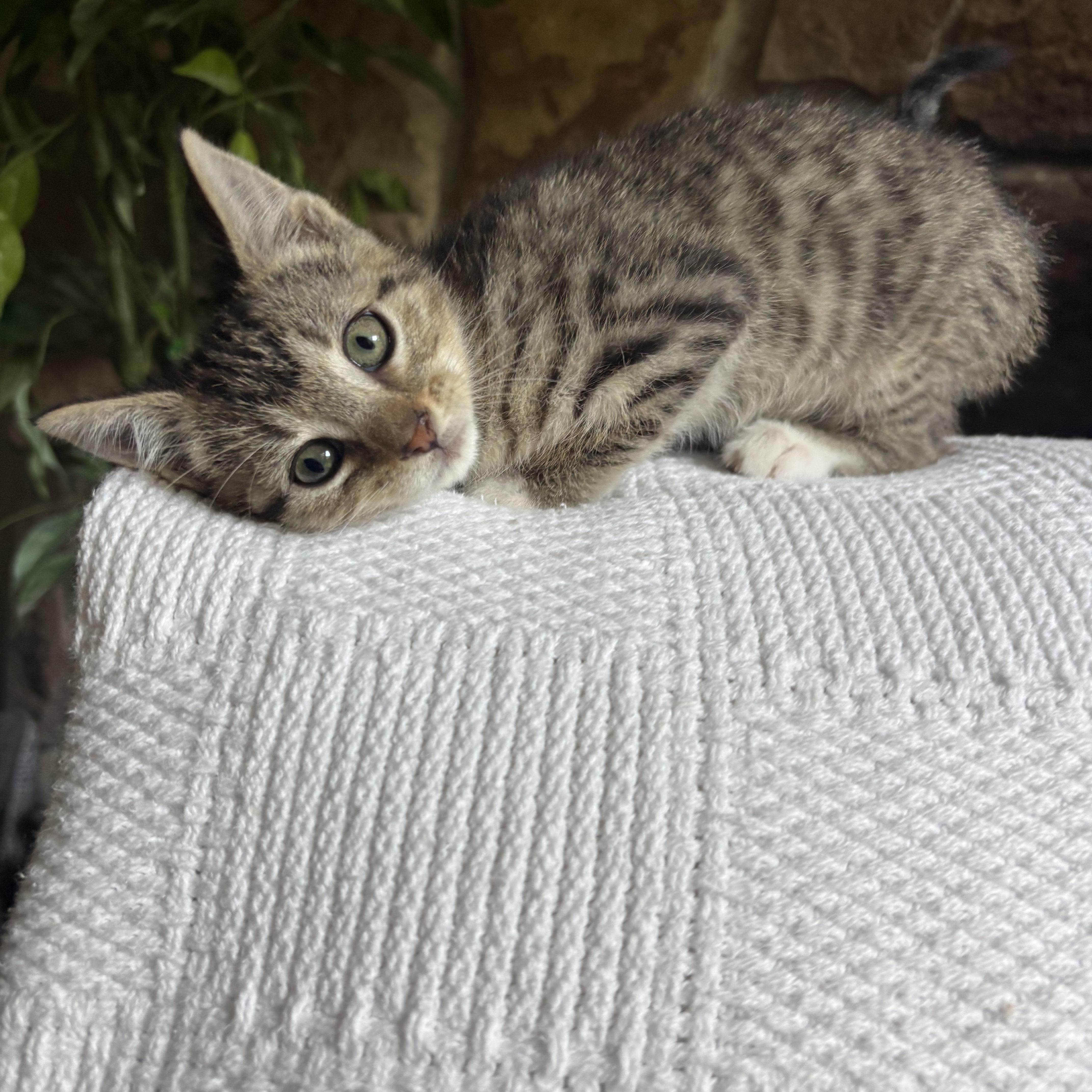 Topanga, a ADOPTABLE Domestic Short Hair in Monroe, WA image 3/6