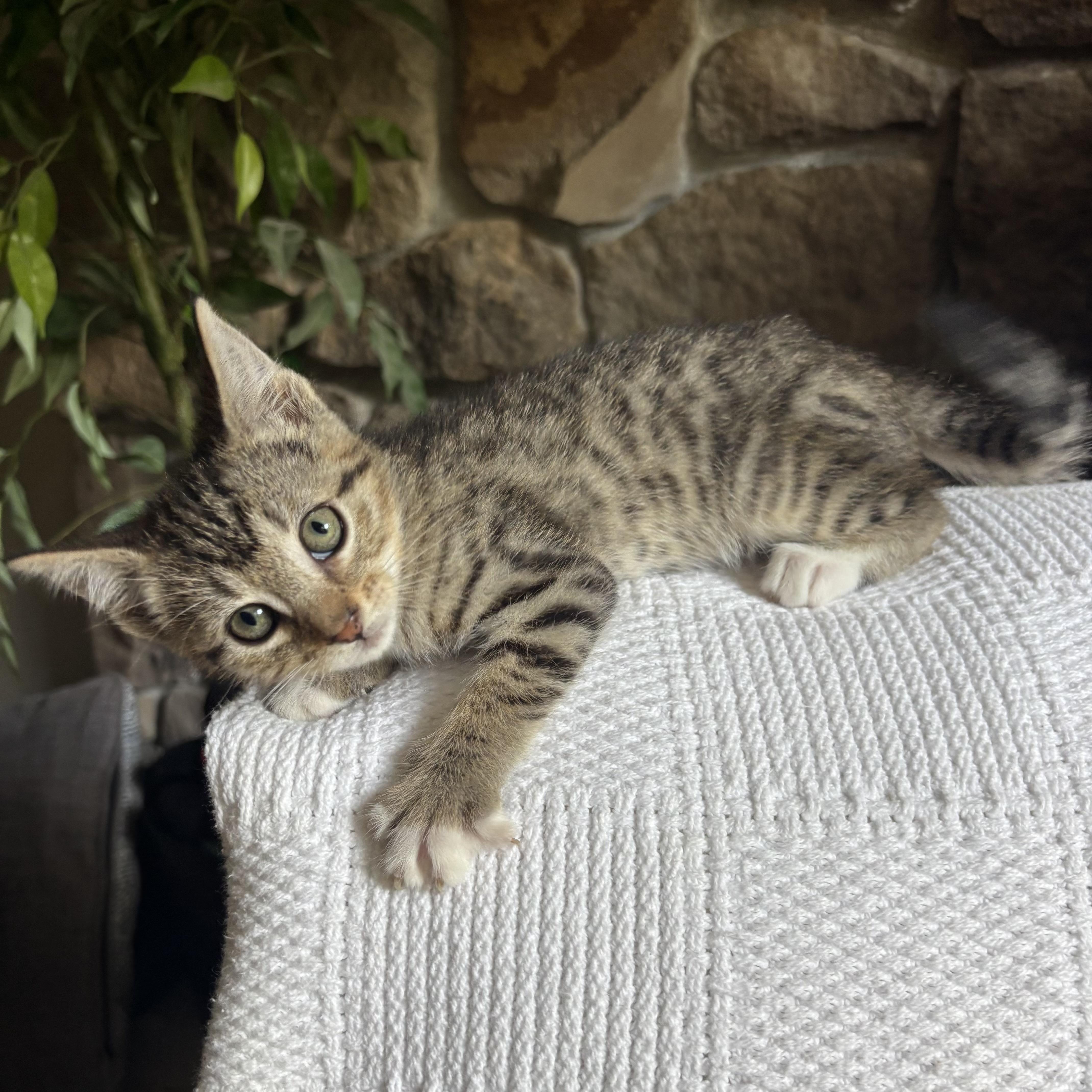 Topanga, a ADOPTABLE Domestic Short Hair in Monroe, WA image 2/6