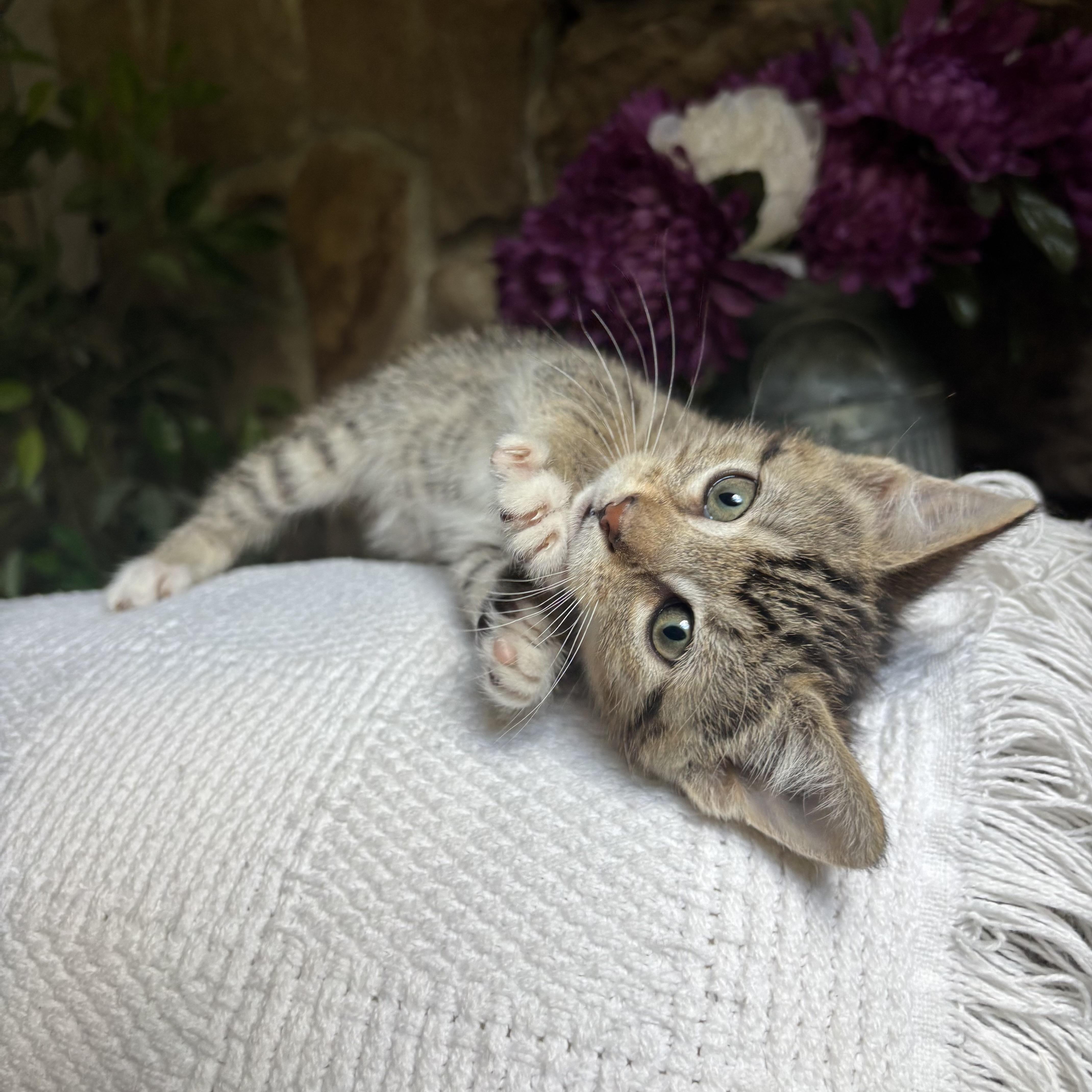 Topanga, ADOPTABLE, Kitten Female Domestic Short Hair.