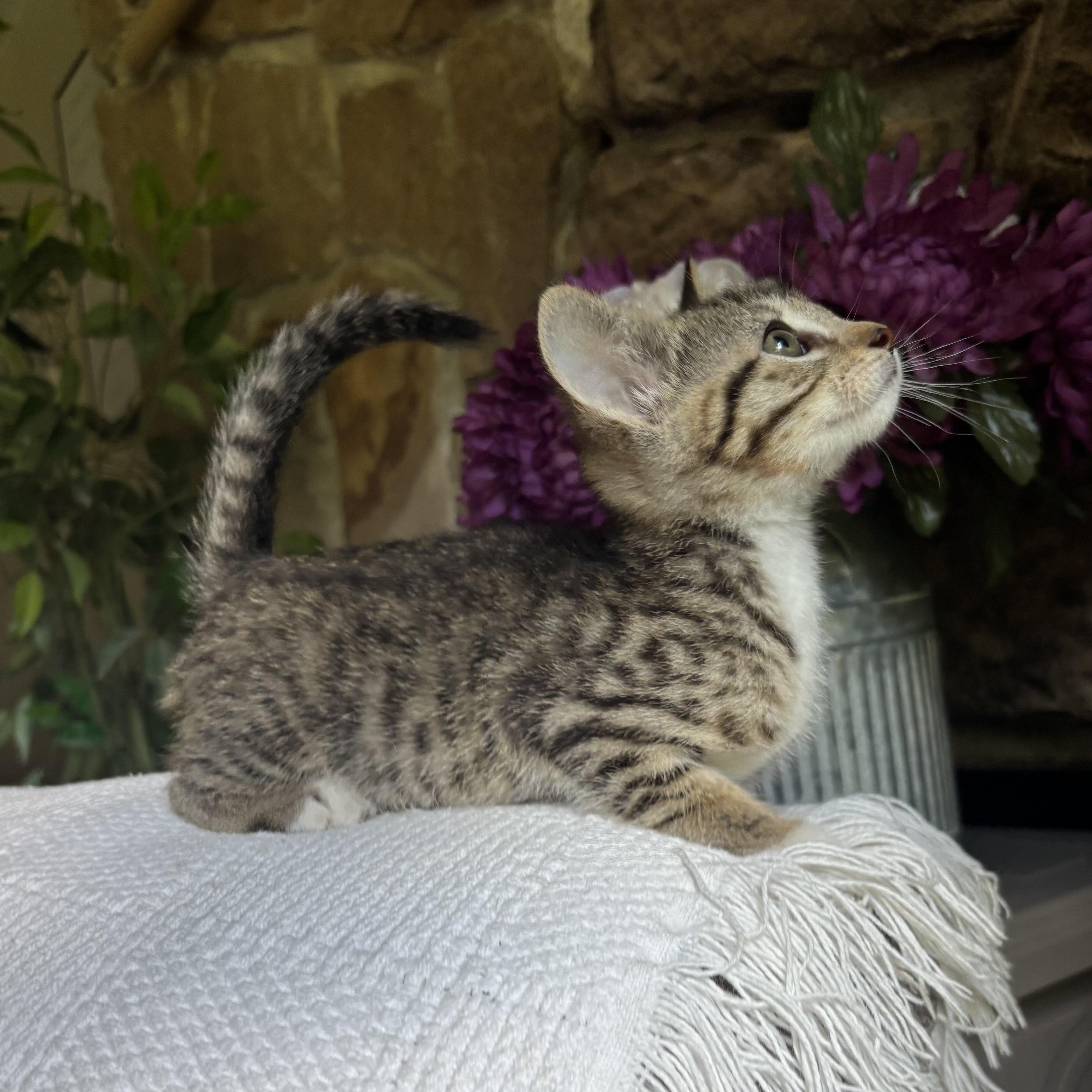 Topanga, a ADOPTABLE Domestic Short Hair in Monroe, WA image 6/6