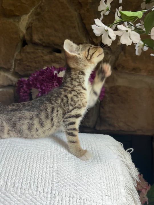 Enlarge Topanga, a ADOPTABLE Domestic Short Hair in Monroe, WA video 4/6