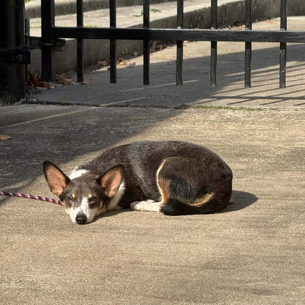 Sid, Adoptable, Adult Male Chihuahua.