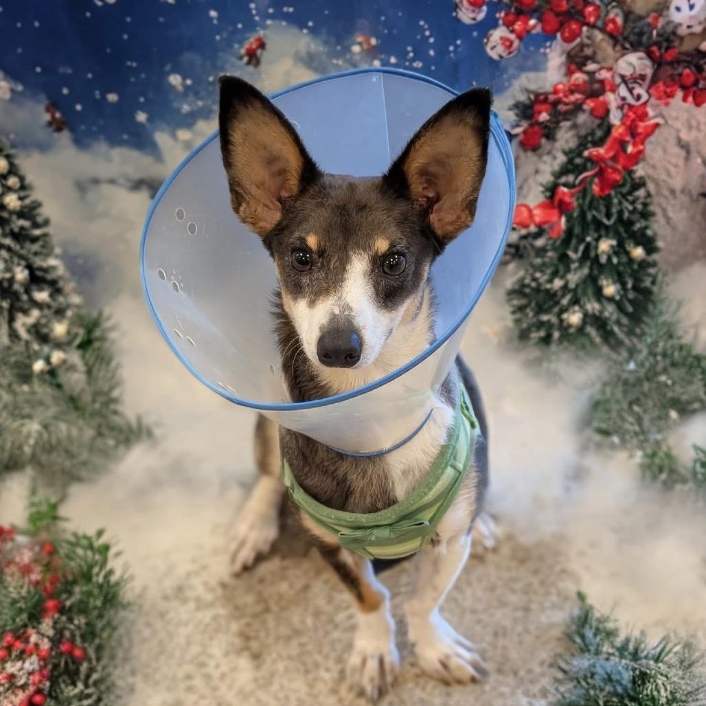 Sid, Adoptable, Adult Male Chihuahua.