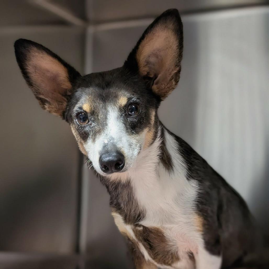 Enlarge Sid, a Adoptable Chihuahua in Katy, TX image 2/2