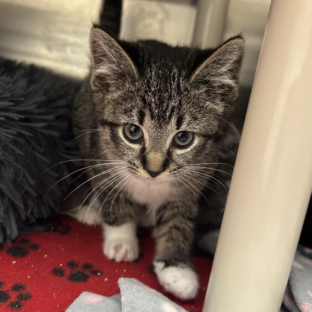 Tanya, a Adoptable Domestic Medium Hair in Detroit Lakes, MN image 1/5