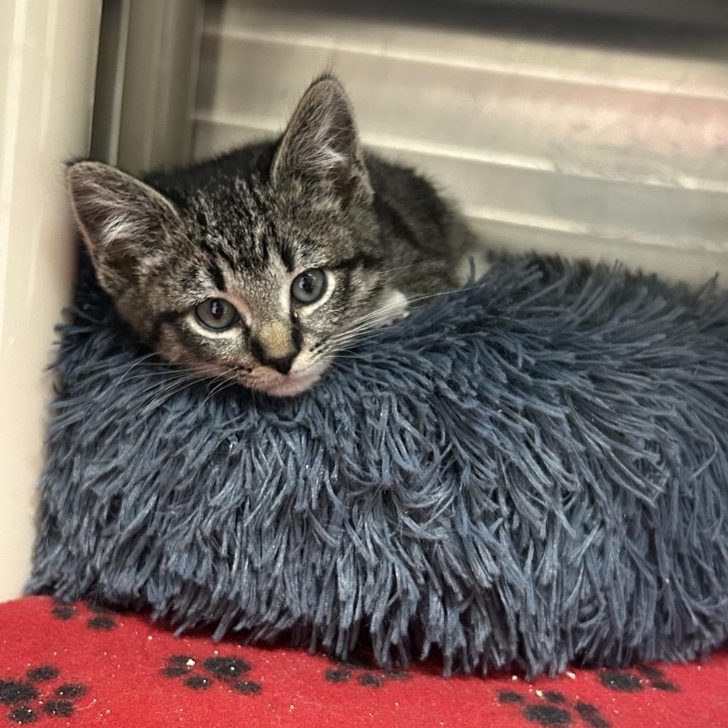 Tanya, a Adoptable Domestic Medium Hair in Detroit Lakes, MN image 2/5