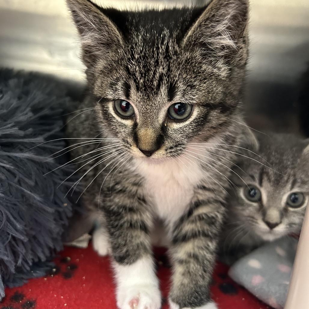 Tanya, a Adoptable Domestic Medium Hair in Detroit Lakes, MN image 3/5