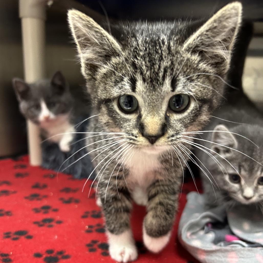 Tanya, a Adoptable Domestic Medium Hair in Detroit Lakes, MN image 4/5