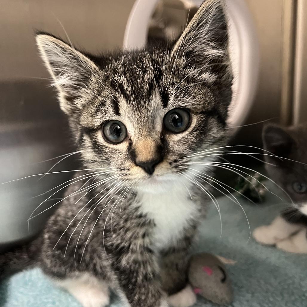 Tanya, a Adoptable Domestic Medium Hair in Detroit Lakes, MN image 5/5