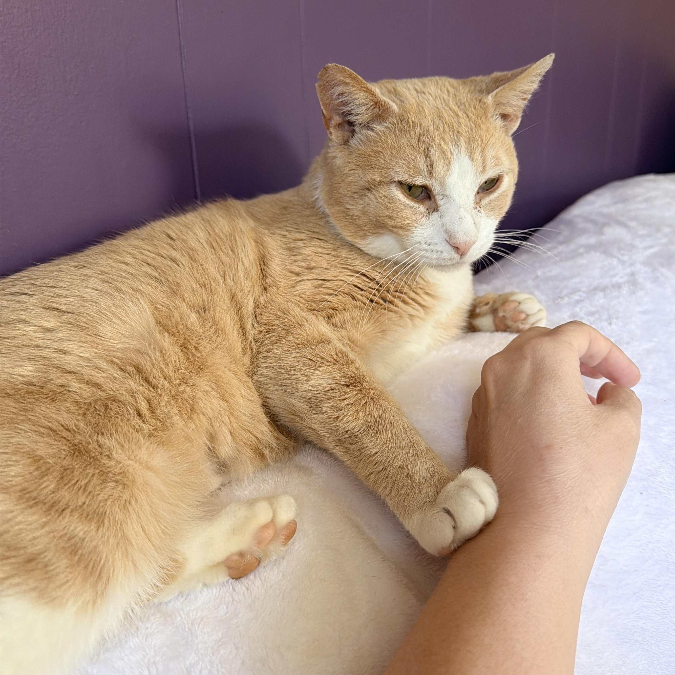 Nacho, an adopted Domestic Short Hair in Liverpool, NY image 2/6