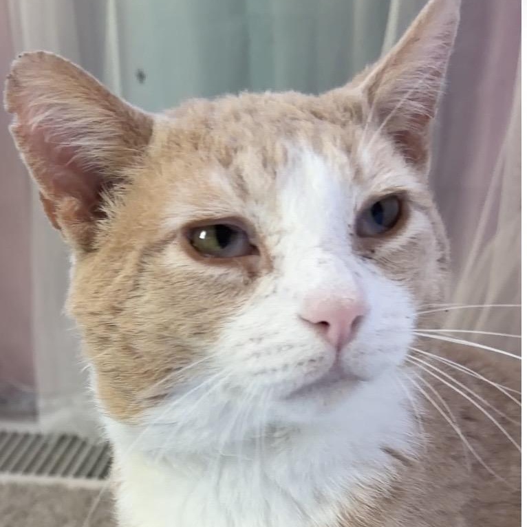 Nacho, adopted, Young Male Domestic Short Hair.