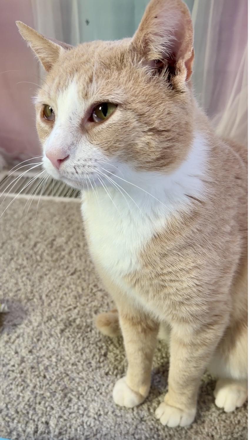 Nacho, an adopted Domestic Short Hair in Liverpool, NY image 3/6